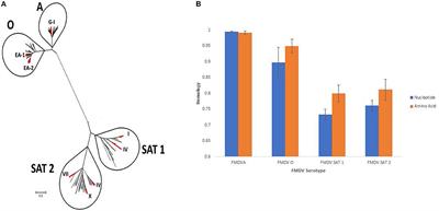 Genetic Diversity of Circulating Foot and Mouth Disease Virus in Uganda Cross-Sectional Study During 2014–2017